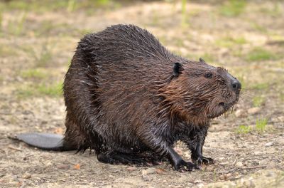 Beaver dams can disrupt water flow and damage local habitats