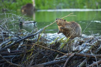Beavers can cause flooding and damage to trees, structures, and land