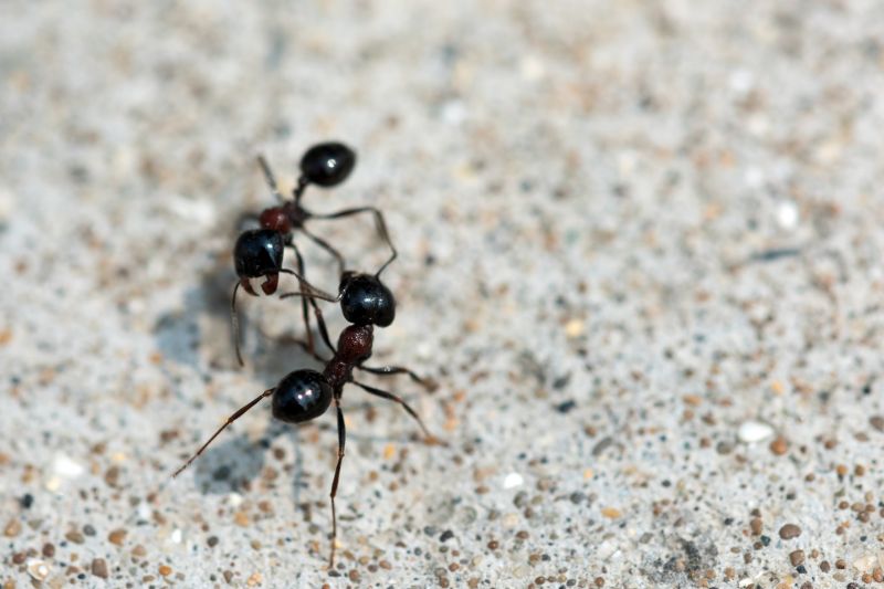 Ant Control Service in Arlington, TX