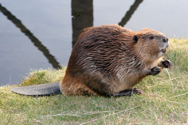 Beaver Control Service