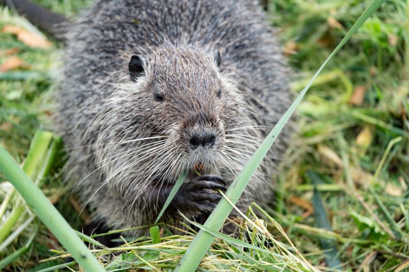 How Beaver Activity Causes Drainage And Flooding Problems
