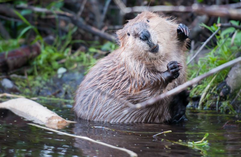 Products For Beaver Control Service in use