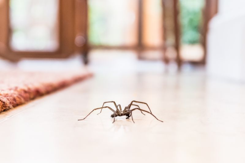 Trapdoor Spider Removal in Fort Worth, TX