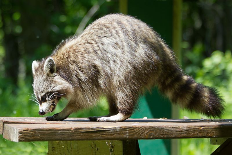 What To Expect During A Professional Wildlife Removal Visit